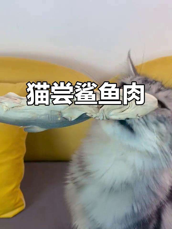 猫咪第一次吃鲨鱼，竟然被牙齿吓到不敢下口！