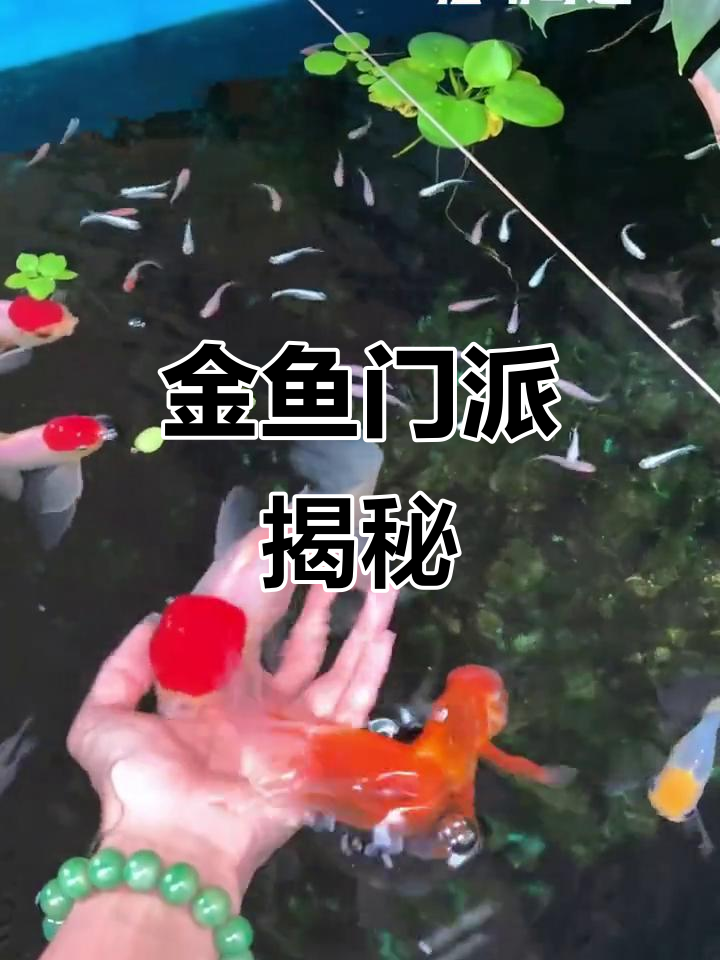 金鱼四大派别,了解特征与习惯,轻松饲养!