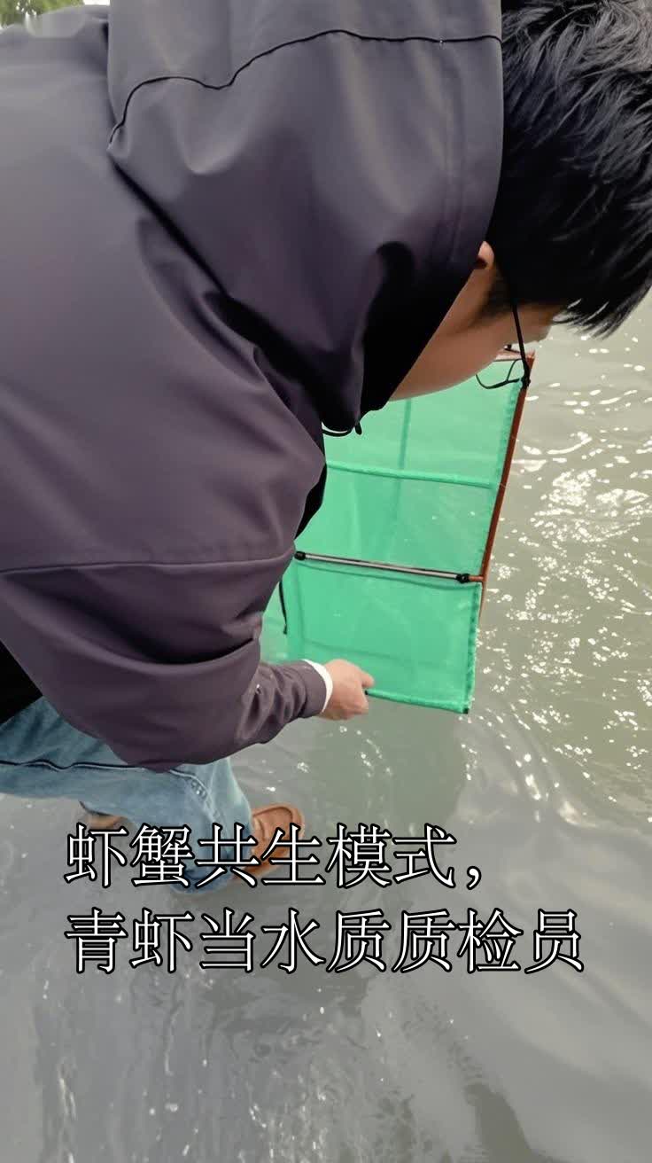 虾蟹共生模式,青虾当水质质检员