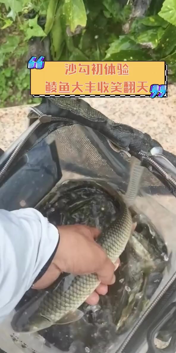 沙勾初体验,鲮鱼大丰收笑翻天