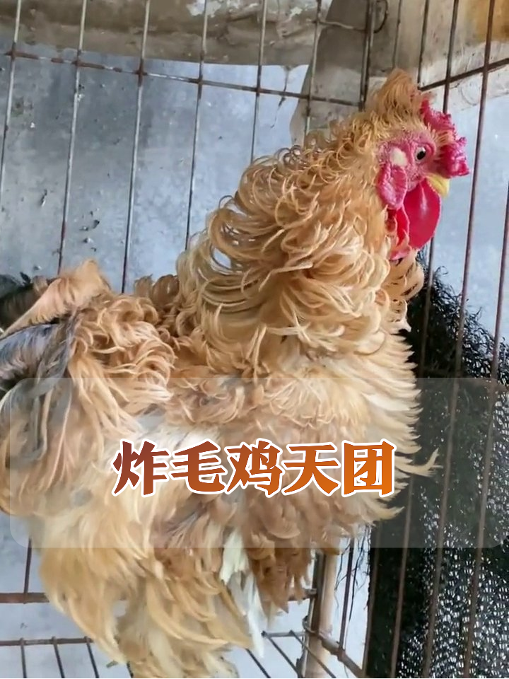 鸡界托尼老师失手?羽毛卷到炸毛,蓬松如行走的鸡毛掸子