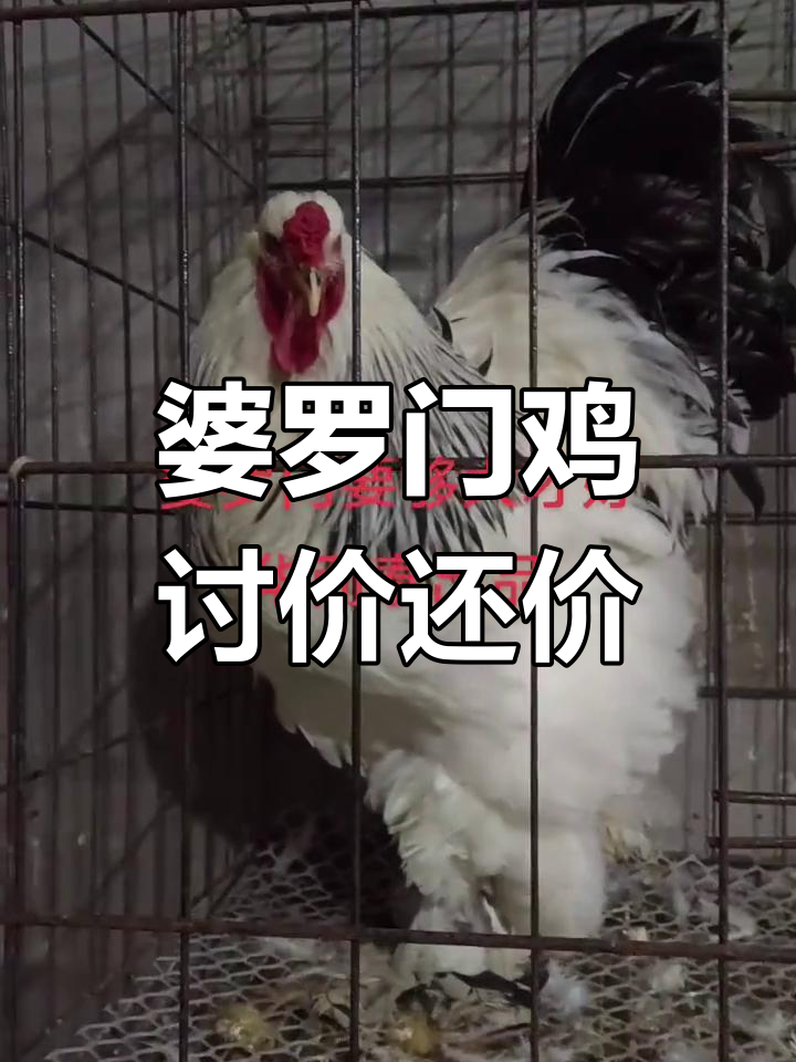 婆罗门鸡价格谈判,老板直接回应“你敢讲我就敢卖”