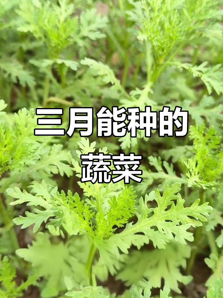 3月种菜指南:生菜、油麦菜都是好选择