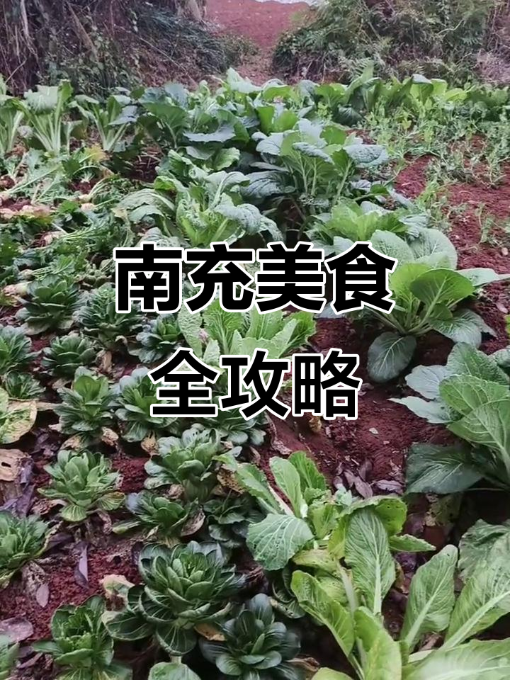 四川南充菜大揭秘,豌豆、白菜样样有