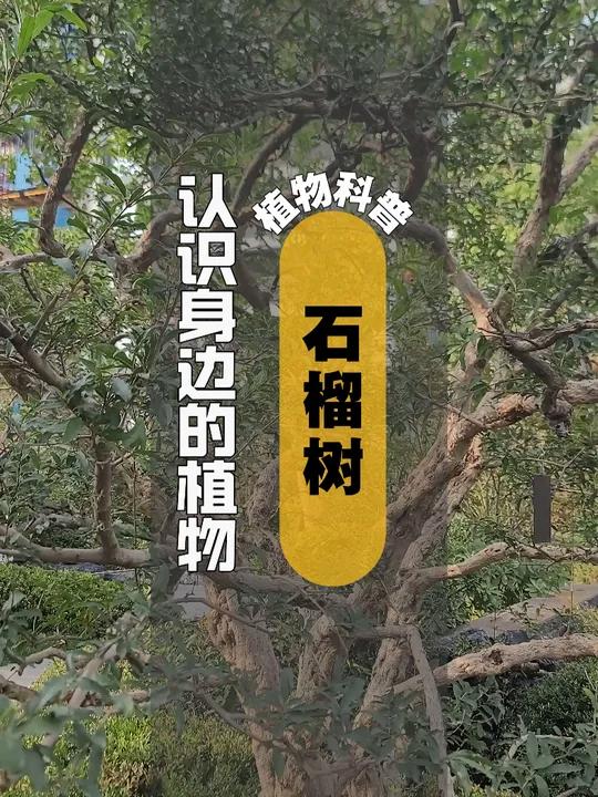 植物科普 I 石榴树 石榴(Punica granatum L.)是千屈菜科石榴属落叶灌木