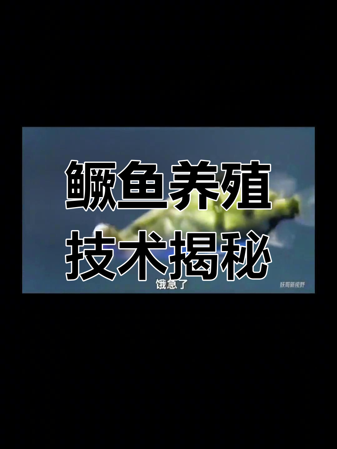 鳜鱼养殖技巧:从饲料选择到网箱管理全解析