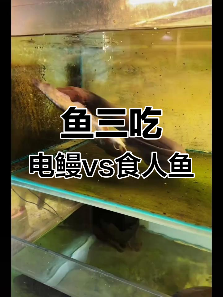 电鳗与食人鱼的“魔法对决”:电击、麻痹一气呵成
