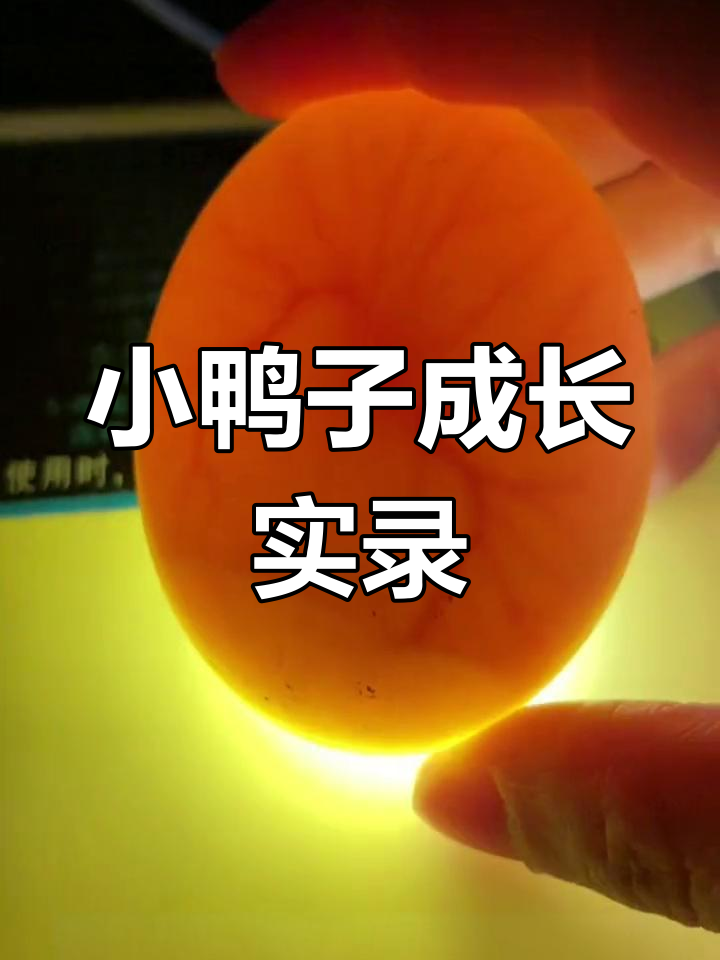 鸭蛋孵化全程揭秘,心脏跳动与气囊变化大揭秘