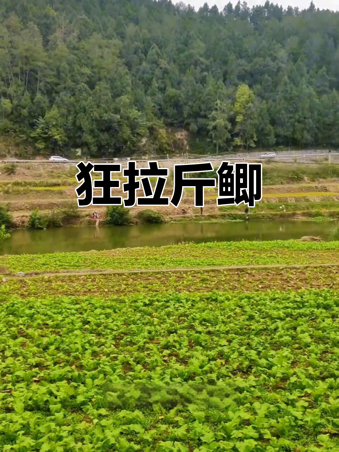 桃花河鲫鱼疯狂,今晚直播揭秘!
