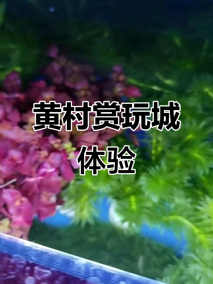 大兴黄村赏玩城：亲子互动与惊喜发现