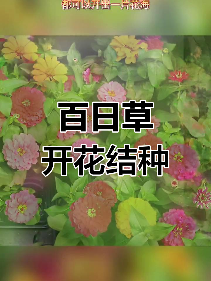 百日草:从阳台到院子,花开不断,寓意步步高升