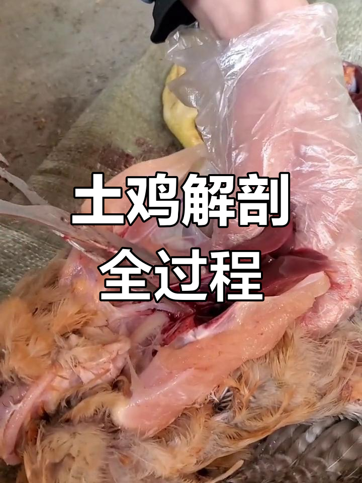 农村散养土鸡解剖分析