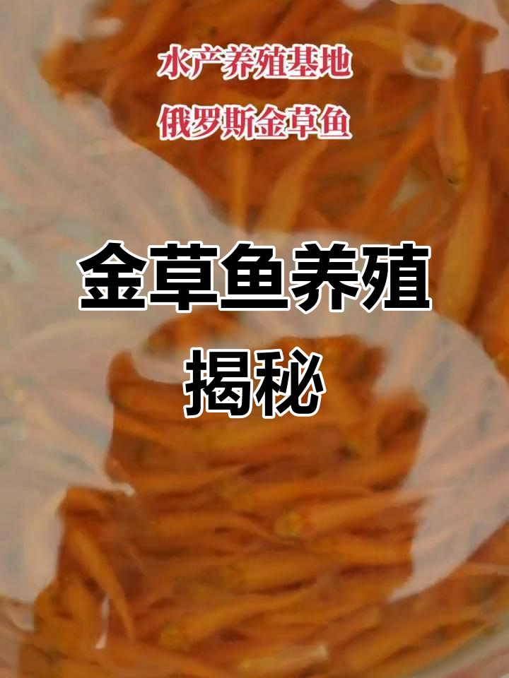 俄罗斯金草鱼养殖基地,四大家鱼的秘密