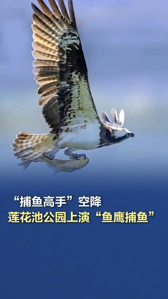 “捕鱼高手”空降,莲花池公园上演“鱼鹰捕鱼” “捕鱼高手”空降,莲花池公园上演鱼鹰捕鱼“打