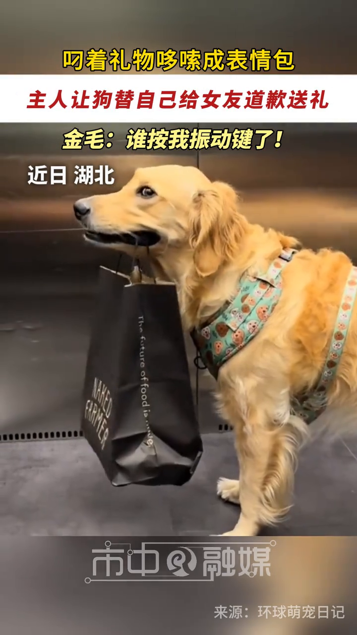小哥让让狗替自己给女友道歉送礼,狗子叼着礼物哆嗦成表情包