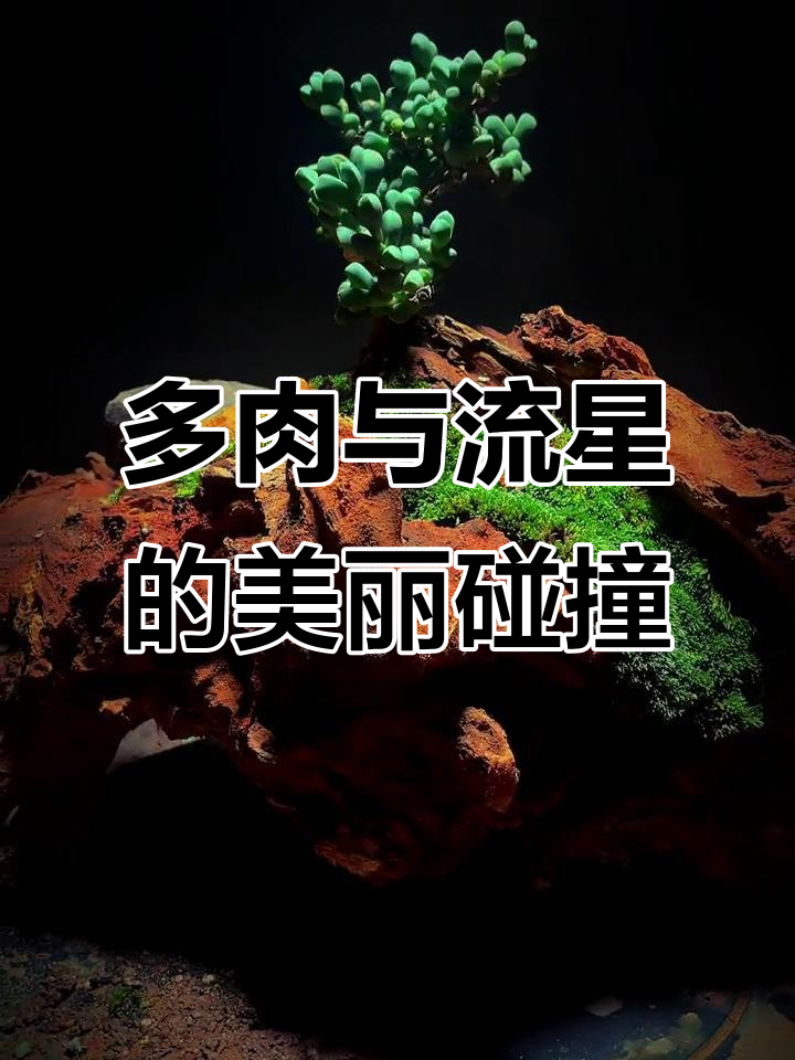 流星坠落,夜空中的多肉植物之美