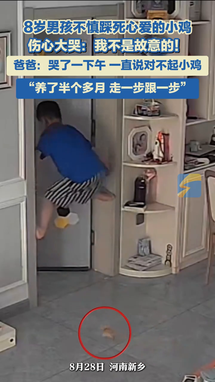 8岁男孩不慎踩死心爱的小鸡大哭:“我不是故意的!”