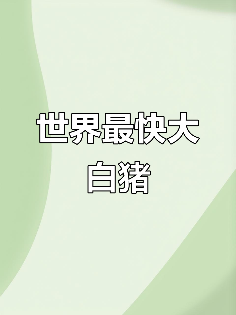 约克猪:全球生长最快的猪肉品种,125天增重100公斤