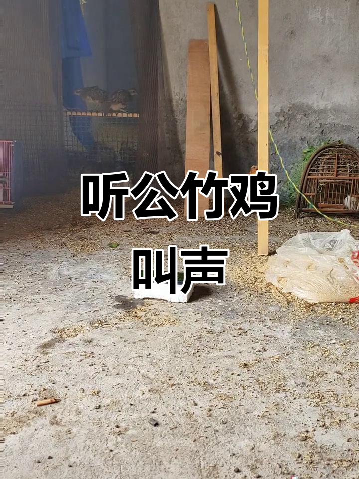 公竹鸡原声鸣叫，带你感受自然之声