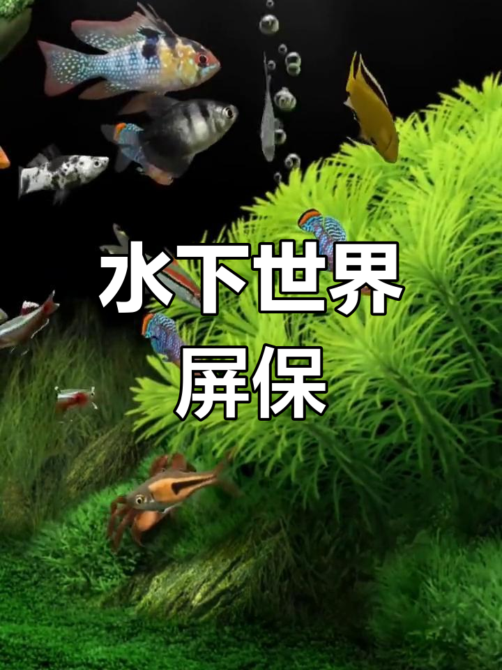 高清水下动态壁纸,尽享海底美景