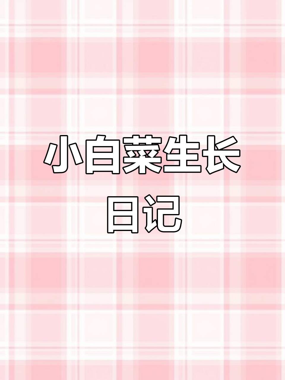 小白菜成长记:从种子到嫩苗的每一天