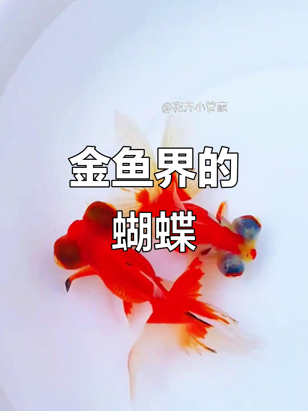 蝶尾金鱼：水中蝴蝶，美丽又好养