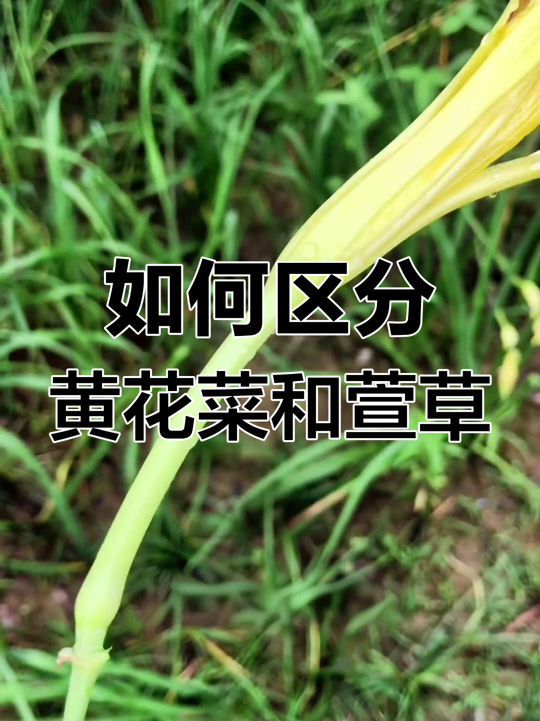 黄花菜与萱草的区别,吃错小心中毒