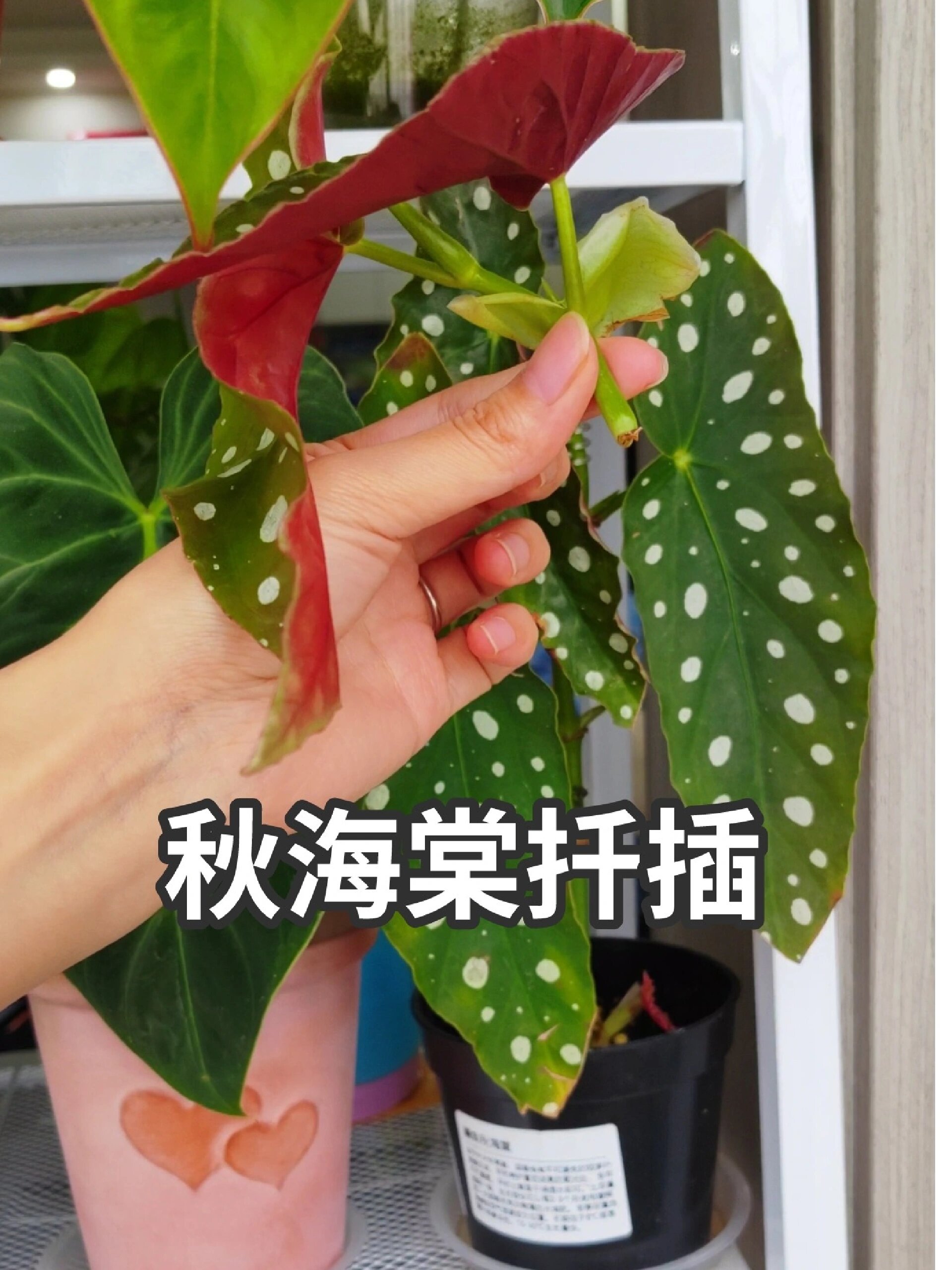 鳟鱼秋海棠扦插|很简单竹节类绿植