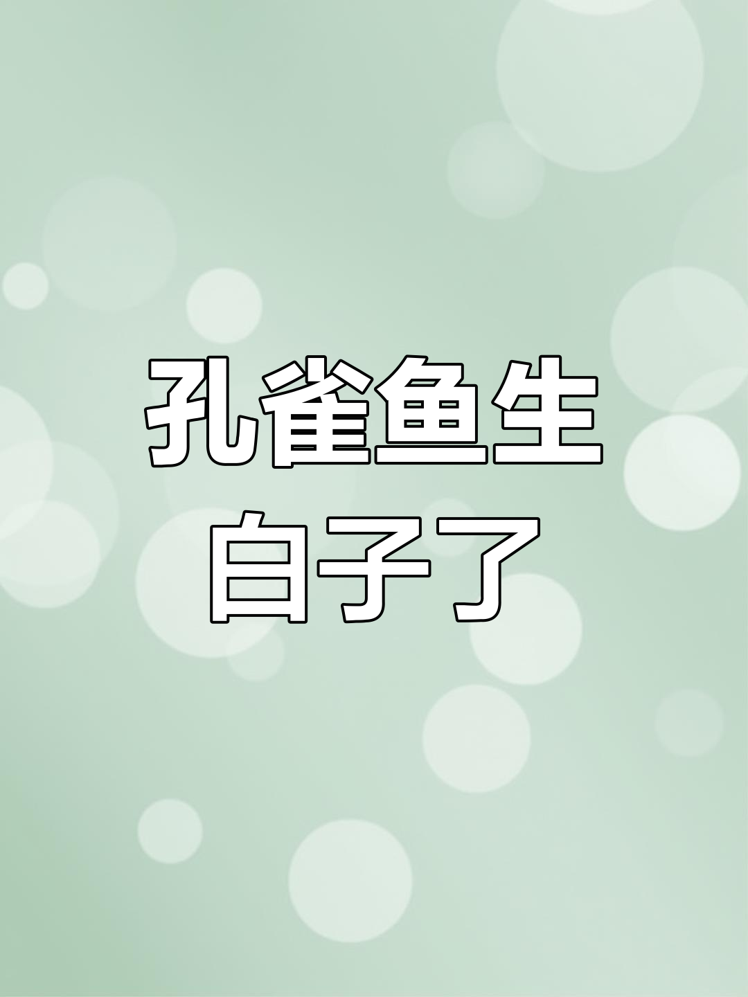 孔雀鱼首次繁殖200条白子,生产过程全纪录