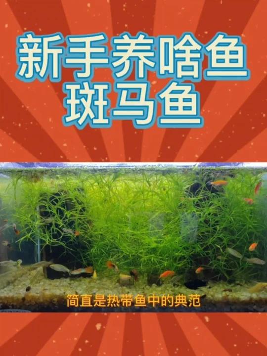 「新手养啥鱼」斑马鱼。最好养的小型鱼来啦