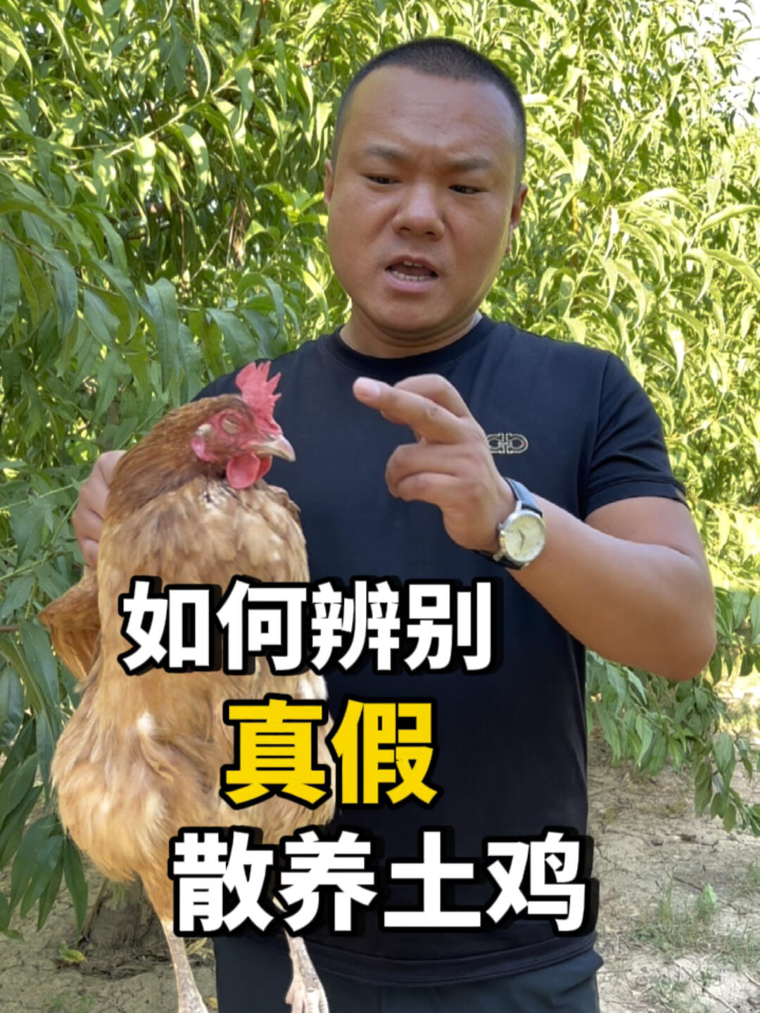 如何辨别真假土鸡?