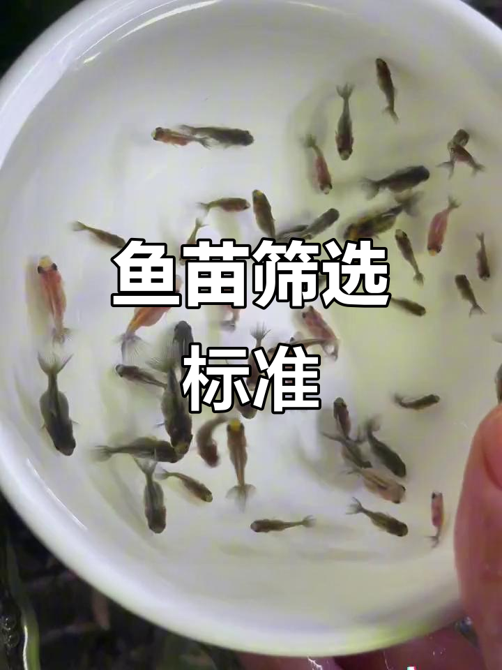 金鱼繁殖:从筛选到淘汰,如何挑选优质鱼苗