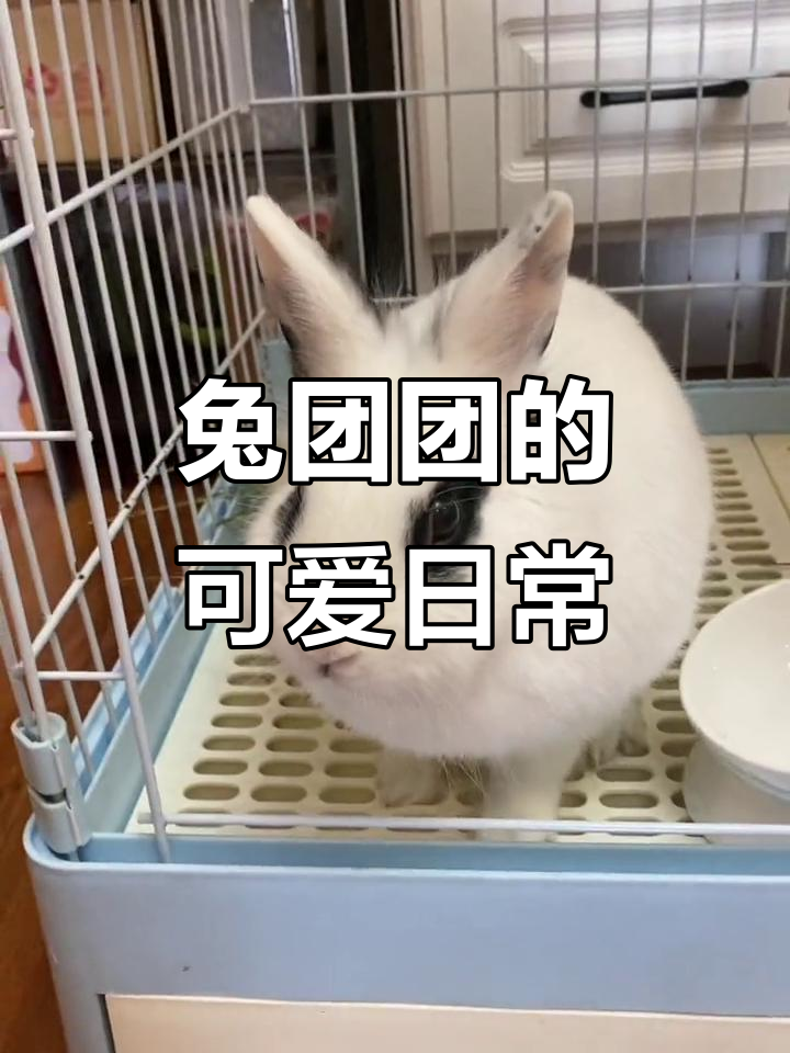 小兔子嘟嘟的下午茶时光,萌态十足