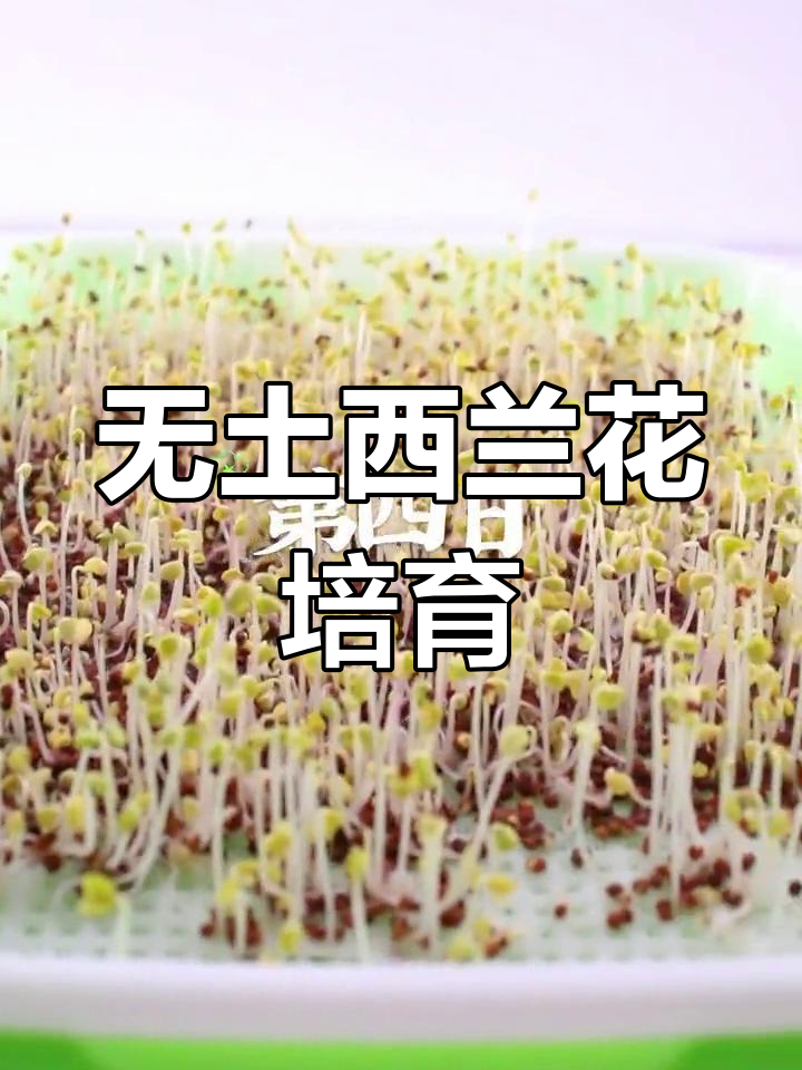 西兰花芽苗菜无土栽培全攻略
