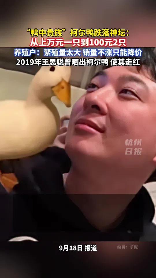 曾被王思聪带火的“鸭中贵族”柯尔鸭跌落神坛:从上万元一只到100元2只。养殖户:繁殖量太大