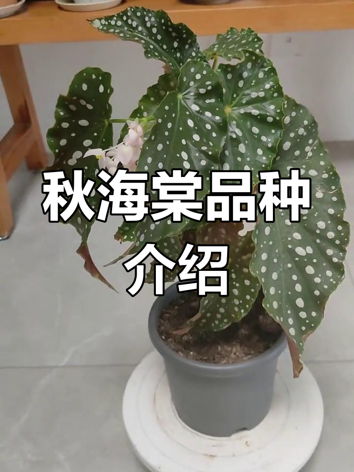 秋海棠品种大揭秘:从鳟鱼到海威,每一种都有独特魅力