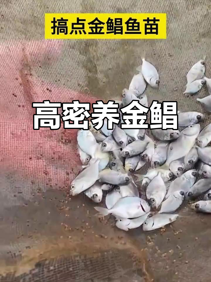 工厂化高密度养殖金鲳鱼,襄阳有潜力吗?