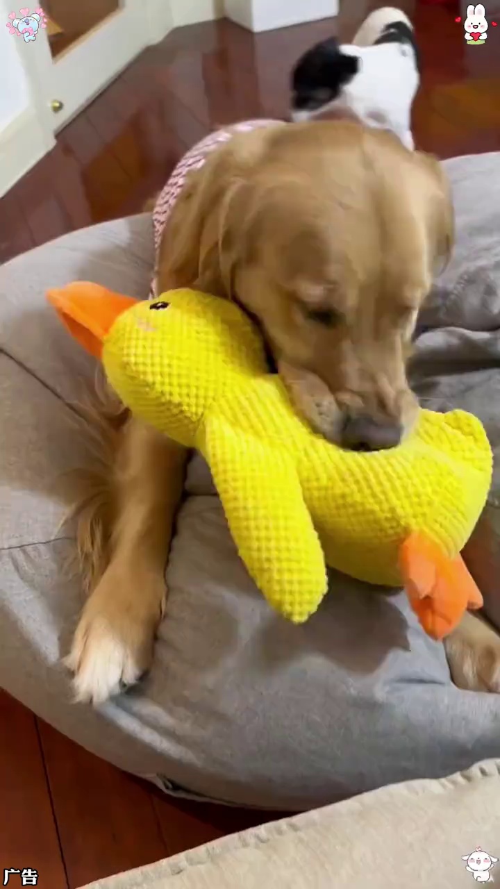 Y 一按就嘎嘎叫的大黄鸭,好玩又耐咬,狗狗自嗨根本停不下,连睡觉都得搂着 萌宠好物 狗狗玩