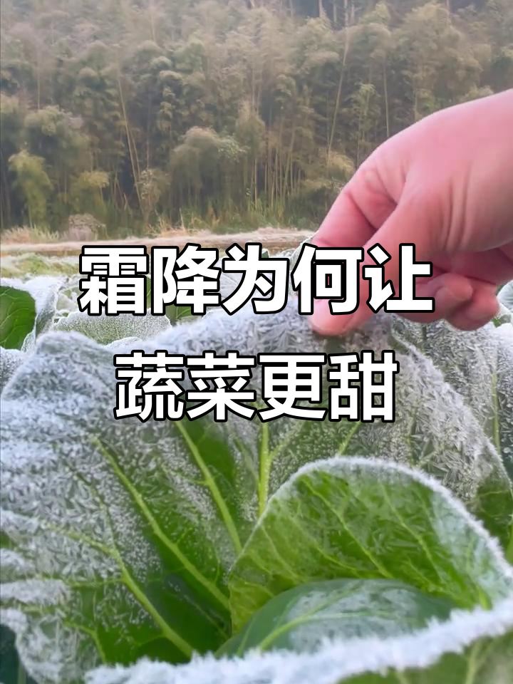 霜打后，为什么有些菜变甜了？揭秘植物应对低温的秘密