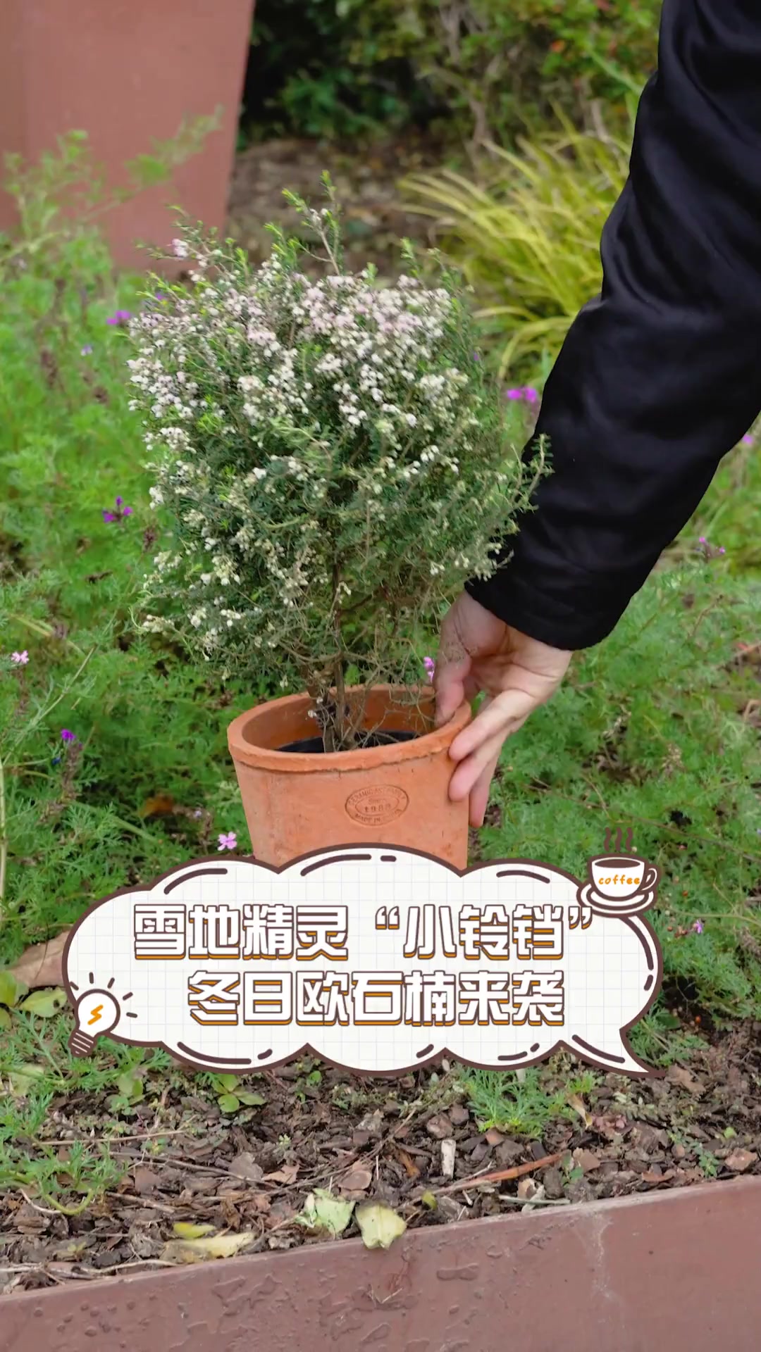 雪地精灵“小铃铛”,冬日欧石楠来袭