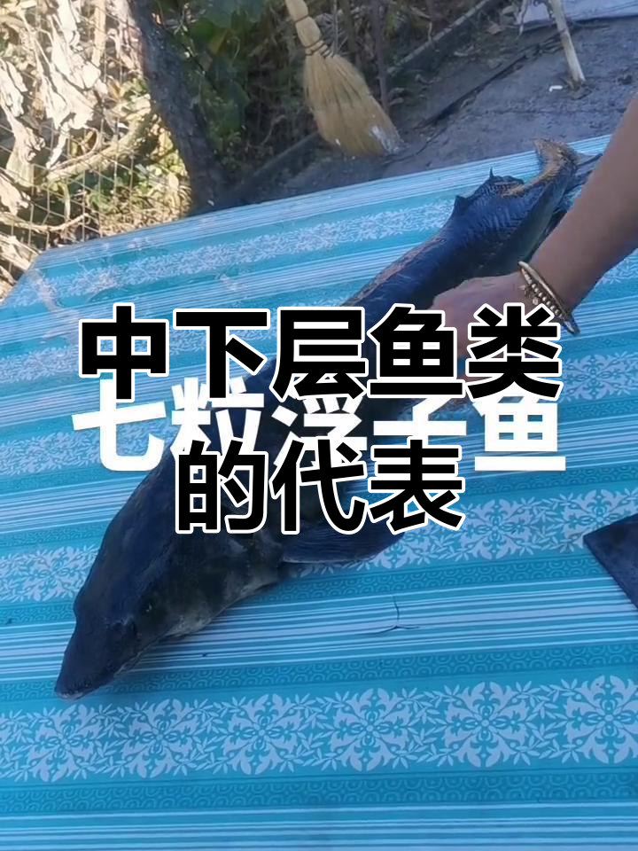 七粒浮子施氏鲟:江河中的中下层鱼类