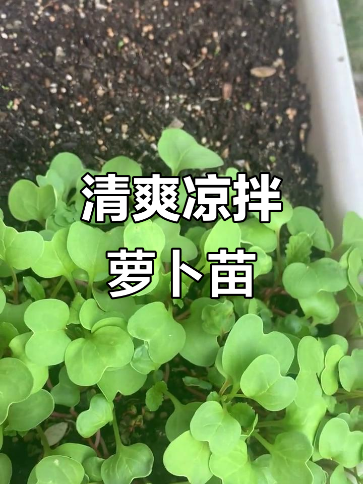 凉拌萝卜苗，简单又美味！