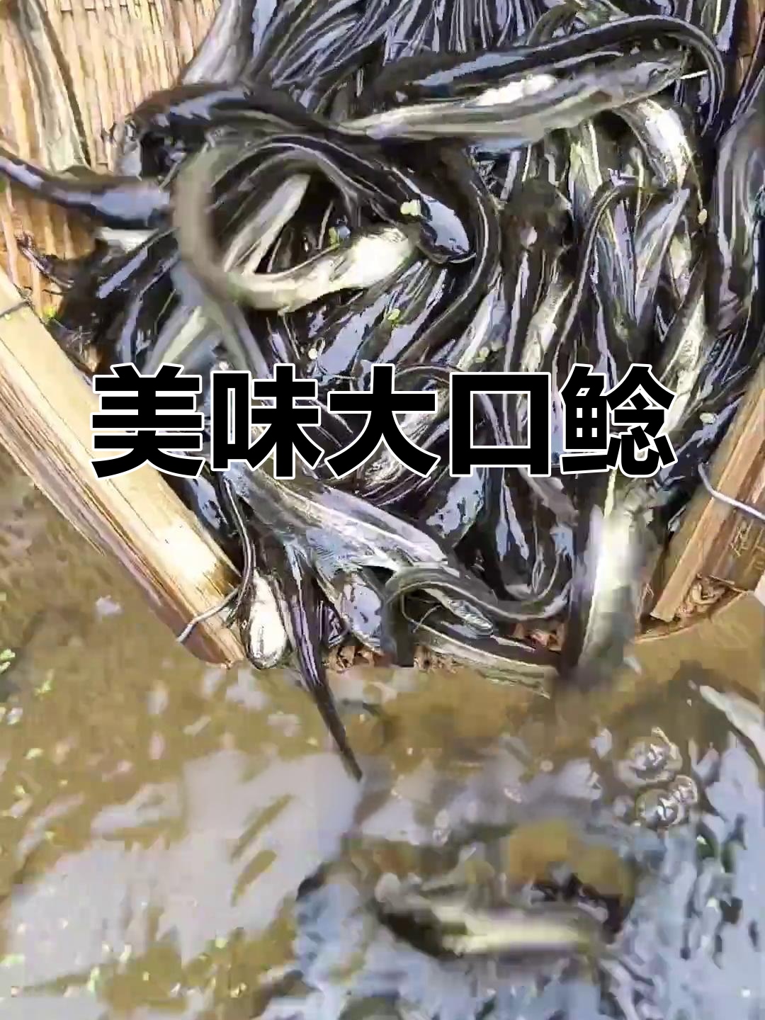大口鲶肉质鲜美,生长迅速,养殖简单