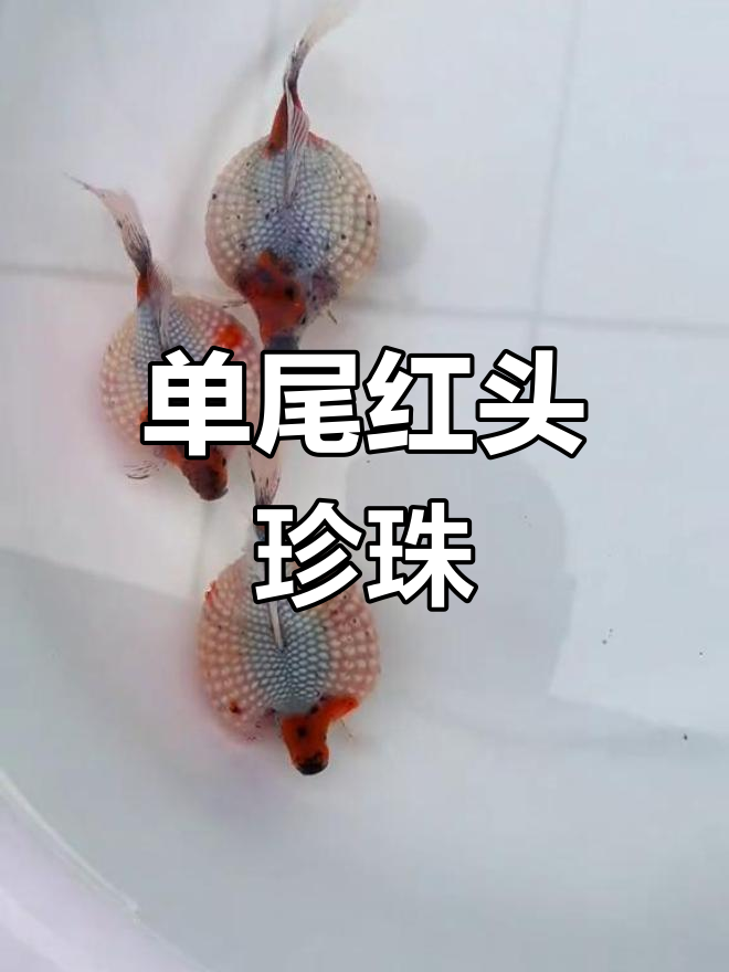 迷你鹦鹉鱼搬家后,母鱼出现烂鳍症状