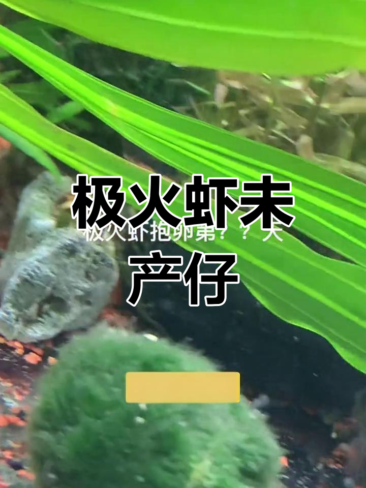 极火虾抱卵后无果,新生命全靠这几只