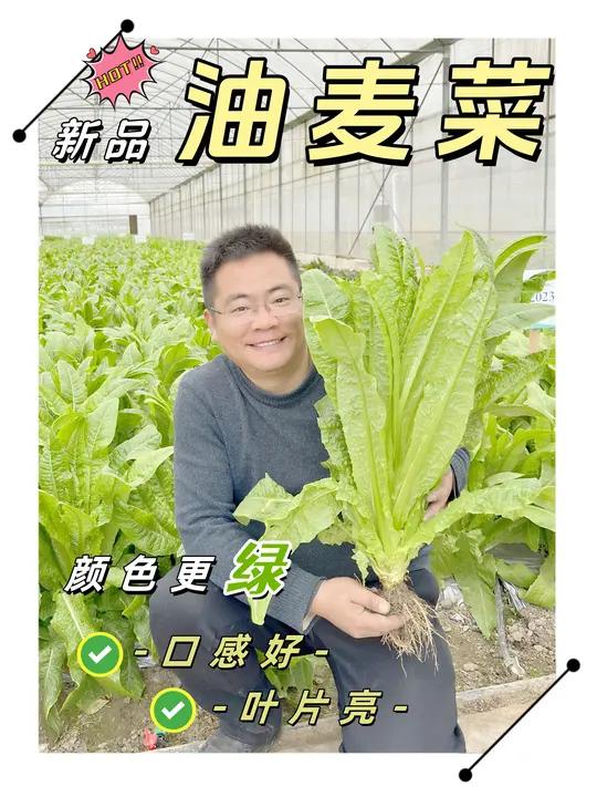 新品油麦菜品种推荐 新品油麦菜:颜色更绿、更亮、抗性更好、无苦味。感兴趣的朋友,点个关注
