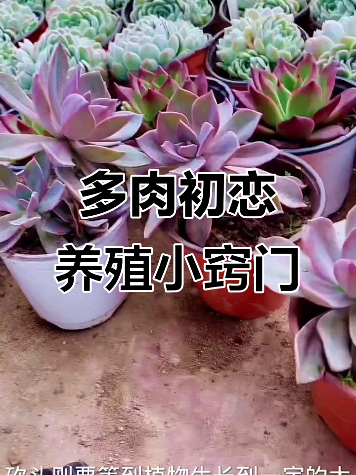 初恋多肉植物养护全攻略:砍头、叶插技巧大揭秘