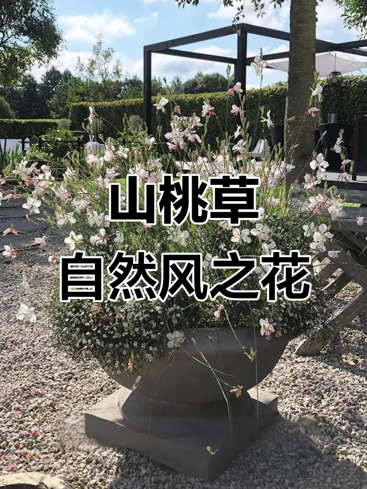 夏日烟花般的山桃草,白色花朵随风飞舞