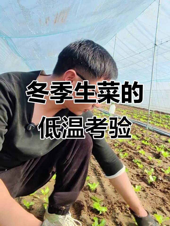 生菜冬季抗冻能力揭秘,零度以下如何应对?