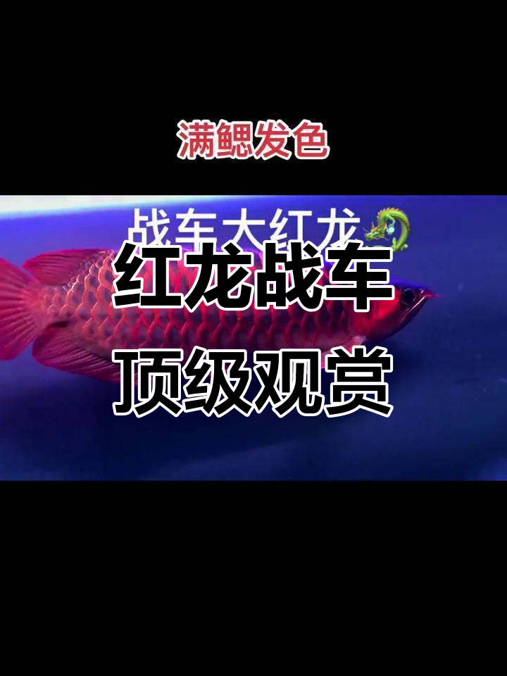 印尼红龙战车,高端观赏鱼中的王者